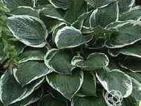 Хоста Керол (ML)