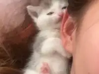 Подкинули котенка,девочка,хорошенькая,ищу хозяина, фотография 2