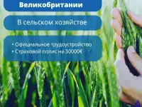 Сезонная работа в теплицах Англии с открытием рабочей визы, фотография 2