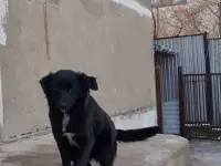 Дашка ищет дом. Доставлю!, фотография 3