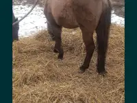 Продам лошадей жеребчик и кобылка обучены стоят на откорме кобылка жеребая 6месяца, фотография 2