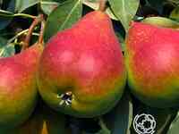 Груша отраденская