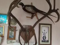 Рога Северного оленя, фотография 2