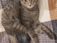 Отдам котят в заботливые руки, фотография 3