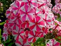 Флокс метельчатый Пепермент Твист