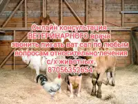 Онлайн консультация от специалиста в области ветеринарии, буду рад вам помочь решить вашу проблему. Имею практический ст
