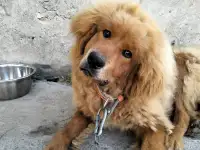 Собачьи царь! Тибетский мастиф! Гордость хозяев!, фотография 2