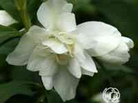 Чубушник манто дэрмин