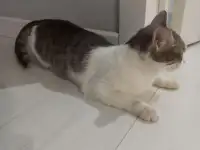 Отдам котенка в добрые руки, фотография 4