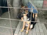 Продам щенка немецкой породы. Возраст 5 месяцев, фотография 2