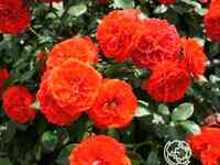 Роза Оранж Мейландина миниатюрная