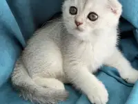 Продам котят. Породы серебристая шиншилла