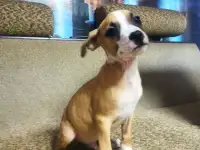 Продажа Американский Стаффордширский терьер, фотография 2