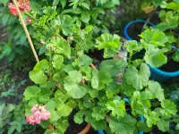 Продам герань