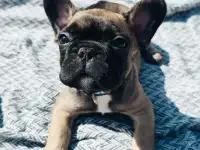 Щенки французского бульдога, фотография 3