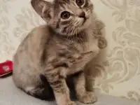 Отдам котят в хорошие руки, фотография 4