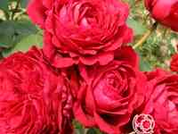 Роза ля роз де катрэ вен, дельбар