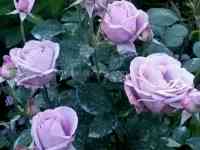 Саженец розы плетистой 