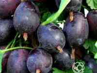 Крыжовник Черносливовый