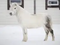 Продажа пони. Пони-ферма., фотография 6