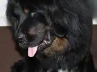 Продам щенков тибетский мастиф, фотография 4