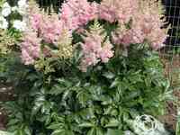 Астильба арендса Систе Тереза