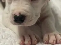 Продажа стаффорда, фотография 6