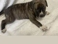 Продажа стаффорда, фотография 5