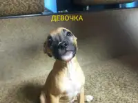 Продажа Американский Стаффордширский терьер, фотография 3