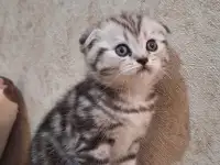 Котята породистые, фотография 3