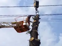 Спиливаем деревья, фотография 2