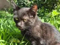 Отдам котёнка в добрые руки, фотография 2