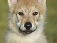 Чешский VolfDog Чешский волчак, фотография 2