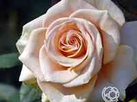 Роза мэрилин монро, викс