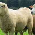 Племенные овцы Ромни-марш (скот из Европы класса Элита и Элита Рекорд)