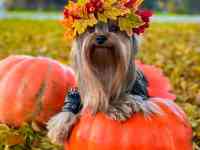 Щенки Йоркширского терьера, фотография 2