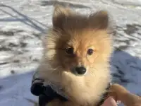 Немецкий шпиц, фотография 2