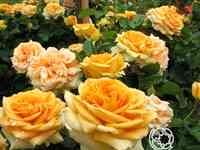 Роза капучино чайно-гибридная, тантау