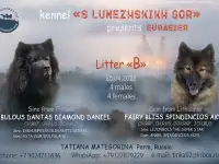 Евразиер! Очень редкая порода!, фотография 7