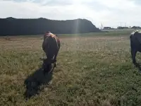 Продам 2 коровы с телятами. Можно без телят. Дойные коровы. Плохих прывычек нет. Умные, красивые, стройные коровы, фотография 6