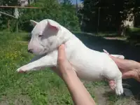 Миниатюрный бультерьер, фотография 11