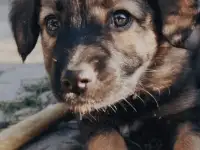 Щенки метисы от кинолога, фотография 5