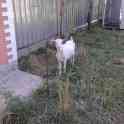 Продам! продам дойную козу, фотография 2