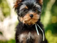 Предлагаю к продаже щенков йоркширского терьера, фотография 3