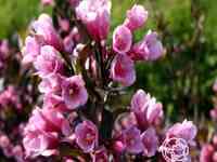 Вейгела цветущая нана пурпуреа