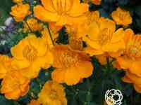 Купальница Голден Квин