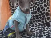 Продам щенков ксоло, фотография 4