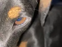 Ишу собаку такса, фотография 2