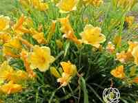 Лилейник Бакабана