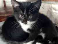 Отдам котенка в хорошие руки, фотография 3